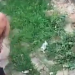 Após roubar R$ 455, PM resgate homem que ia ser mort0 por traficantes em Coari
