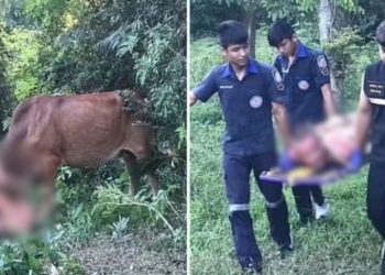 Homem tenta estupr@r vaca, mas animal reage e deixa o suspeito ferido