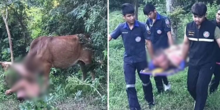 Homem tenta estupr@r vaca, mas animal reage e deixa o suspeito ferido