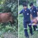Homem tenta estupr@r vaca, mas animal reage e deixa o suspeito ferido