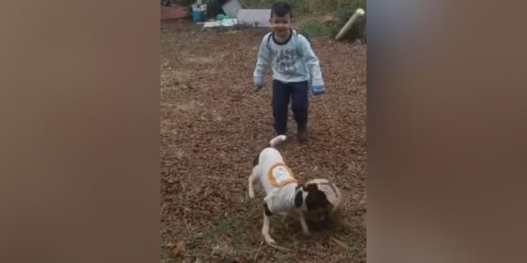 Corpo de menino de 4 anos foi encontrado junto com o seu cachorro em avião que caiu em SP