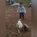 Corpo de menino de 4 anos foi encontrado junto com o seu cachorro em avião que caiu em SP