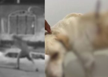 "Ele alegou que reagiu a um suposto avanço", diz delegada sobre homem que cravou faca em cachorro