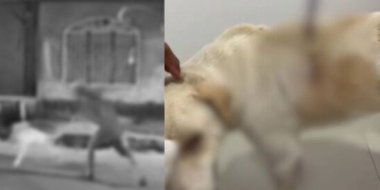 "Ele alegou que reagiu a um suposto avanço", diz delegada sobre homem que cravou faca em cachorro