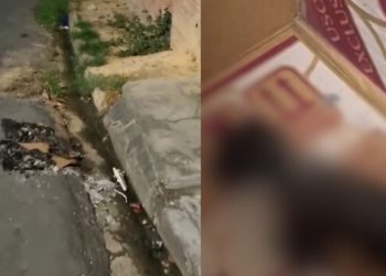 Gatinho morre carbonizado no Jorge Teixeira após idosa não aceitá-lo em casa