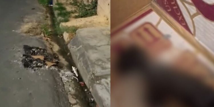 Gatinho morre carbonizado no Jorge Teixeira após idosa não aceitá-lo em casa
