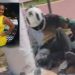 Motociclista de App que fez retorno irregular e matou diarista na Ponta Negra está em estado gravíssimo, diz médico