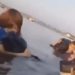 Vídeo: Estudantes são arremessados no lago após banzeiro causado por lanche em Tefé