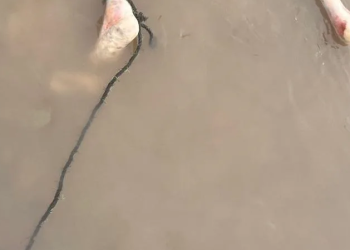 Veja: Em Tefé, crimin0sos mat@m jovem e o ‘d3s0vam’ no rio após dois dias