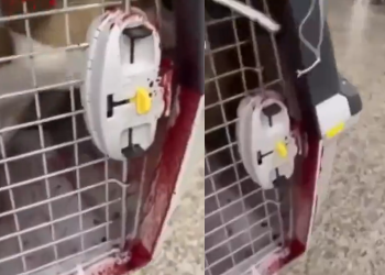 Vídeo: Passageira de Manaus denuncia Latam após cachorra ser machucada ao chegar em SP