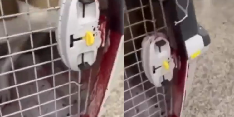 Vídeo: Passageira de Manaus denuncia Latam após cachorra ser machucada ao chegar em SP