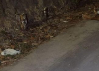 Veja: C0rp0 de homem é encontrado após moradores verem rastro de sangu3 em rua de Manaus