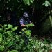 Homem é mort0 com facad@s nas costas e deixado no mato no Amazonas