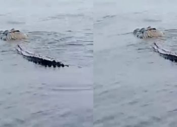 Vídeo: jacaré nada na Ponta Negra de frente para Manaus