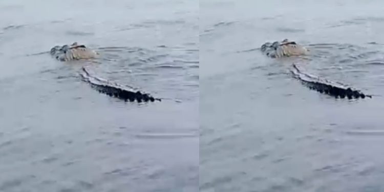 Vídeo: jacaré nada na Ponta Negra de frente para Manaus