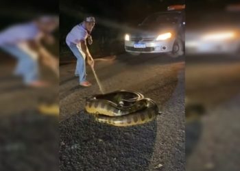 Vídeo: sucuri de 4 metros ataca homem no meio da estrada na Amazônia