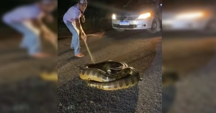 Vídeo: sucuri de 4 metros ataca homem no meio da estrada na Amazônia