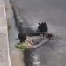 Vídeo: Para fugir do calor de Manaus, homem se refresca em poça d'água com cachaça na mão