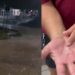 Vídeo: Chuva de granizo é registrada no interior do Amazonas: 'é forte Brasil'