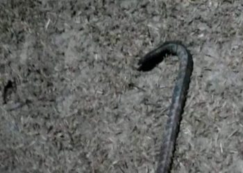 Por causa de fofoca, homem pega pé de cabra e tenta bater na vizinha no interior do Amazonas