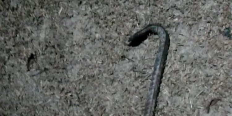 Por causa de fofoca, homem pega pé de cabra e tenta bater na vizinha no interior do Amazonas