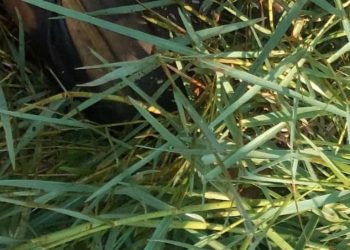 Veja: Com arma de brinquedo na cintura, homem é achado sem vida no interior do Amazonas