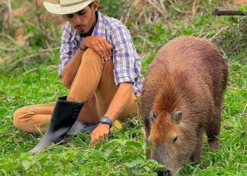 ‘Tentaram matar a Filó’, revela Agenor Tupinambá sobre capivara que vivia com ele no interior do Amazonas