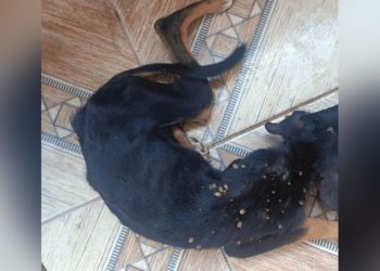 Mulher é presa em Manaus após não deixar cachorro com desnutrição severa e cheio de carrapato
