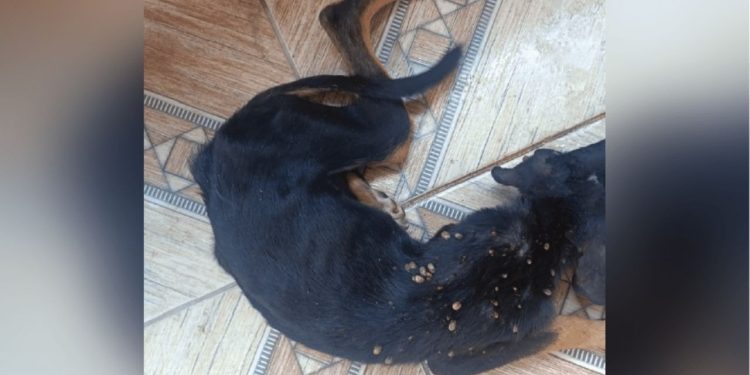 Mulher é presa em Manaus após não deixar cachorro com desnutrição severa e cheio de carrapato