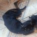 Mulher é presa em Manaus após não deixar cachorro com desnutrição severa e cheio de carrapato