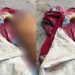 Cãozinho é m0rto com tir0 na cabeça por marido violent0 em Manaus