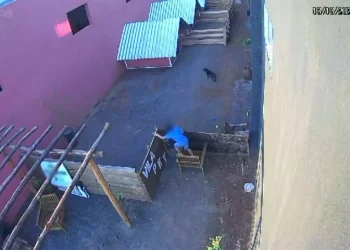Vídeo: Garoto de 9 anos m@ta 23 animais e não demonstra arrependimento, diz veterinário
