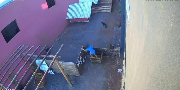 Vídeo: Garoto de 9 anos m@ta 23 animais e não demonstra arrependimento, diz veterinário