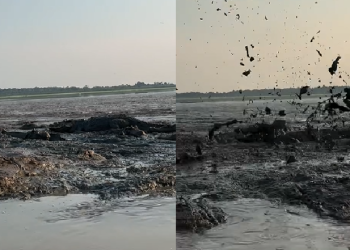 Vídeo: Por causa da seca, jacarés se juntam em ‘ninho’ no Careiro da Várzea