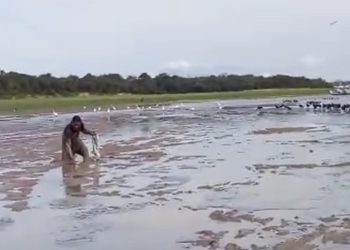 Vídeo: pescadores retiram peixes presos da lama na estiagem do Amazonas
