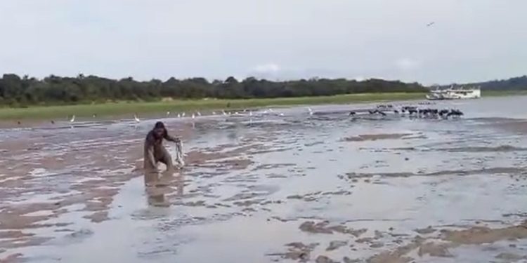 Vídeo: pescadores retiram peixes presos da lama na estiagem do Amazonas