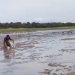 Vídeo: pescadores retiram peixes presos da lama na estiagem do Amazonas