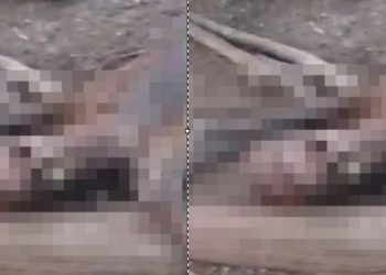 Vídeo: segundo c0rp0 de suspeito de roubo é encontrado na mesma região no Amazonas