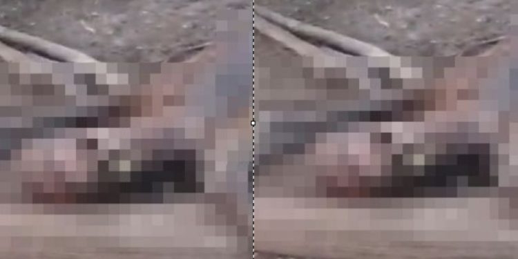 Vídeo: segundo c0rp0 de suspeito de roubo é encontrado na mesma região no Amazonas