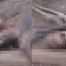 Vídeo: segundo c0rp0 de suspeito de roubo é encontrado na mesma região no Amazonas