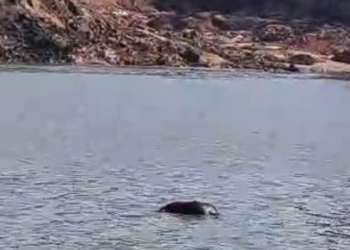 C0rp0 boia no Porto da Terra Preta de Manacapuru onde ocorreu desbarrancamento