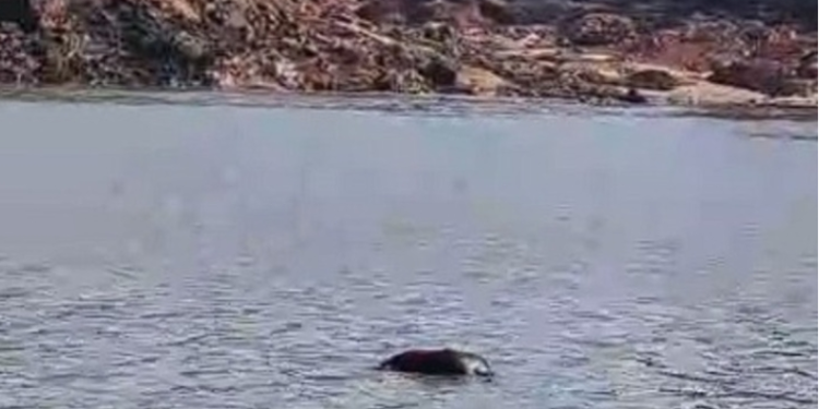 C0rp0 boia no Porto da Terra Preta de Manacapuru onde ocorreu desbarrancamento