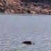 C0rp0 boia no Porto da Terra Preta de Manacapuru onde ocorreu desbarrancamento