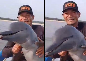 Vídeo: ribeirinho salva vida de boto preso em malhadeira no Rio Nhamundá