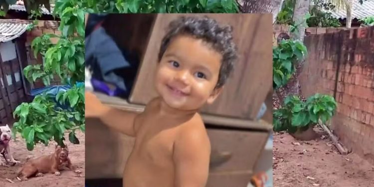 Bebê de 1 ano e 6 meses morre após ataque de pitbull enquanto brincava no quintal