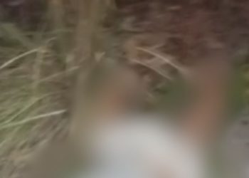 Motociclista fica ferido após desviar de galho e cair na pista na zona leste de Manaus; vídeo