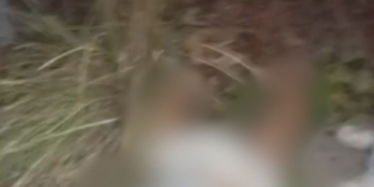 Motociclista fica ferido após desviar de galho e cair na pista na zona leste de Manaus; vídeo