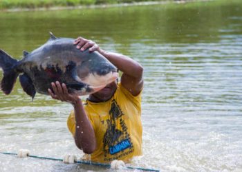 Tambaqui e mais 9 peixes têm pesca proibida no Amazonas até 2025