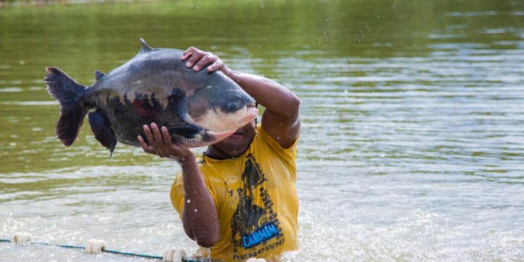Tambaqui e mais 9 peixes têm pesca proibida no Amazonas até 2025
