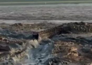 No Amazonas é assim: Jacarés enormes são flagrados reunidos no rio em meio a seca